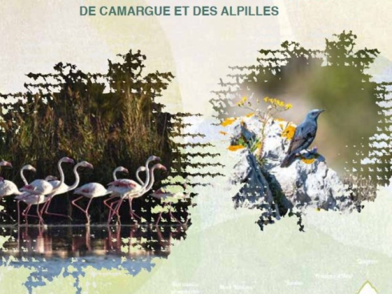 biglivret_observer_oiseaux_camargue